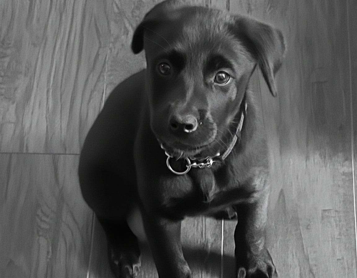 Black puppy sitting on a wooden floor